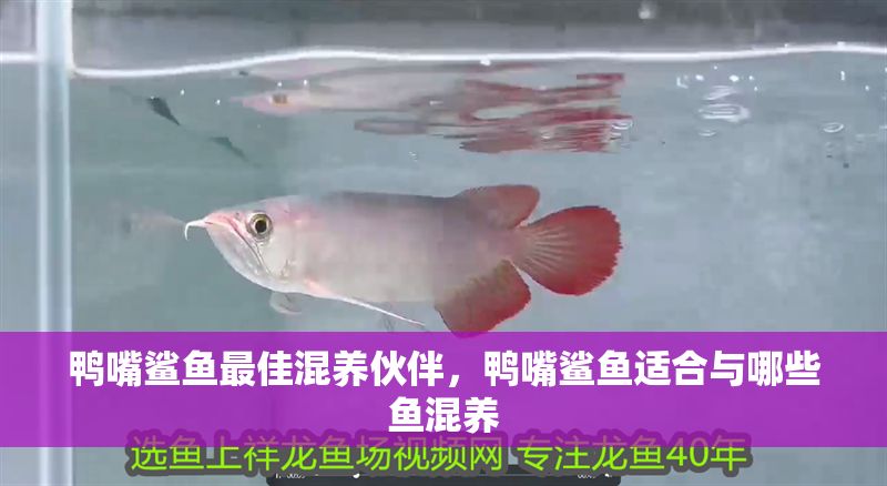 鴨嘴鯊魚最佳混養伙伴，鴨嘴鯊魚適合與哪些魚混養