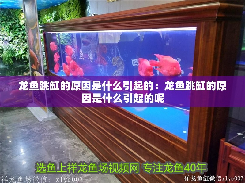 龍魚跳缸的原因是什么引起的：龍魚跳缸的原因是什么引起的呢