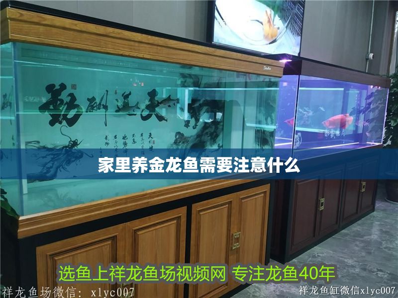 家里養(yǎng)金龍魚需要注意什么
