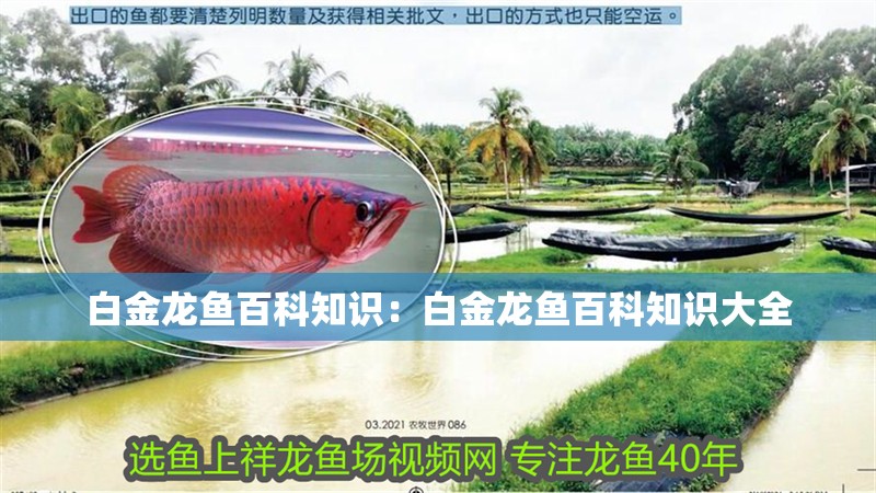 白金龍魚百科知識：白金龍魚百科知識大全