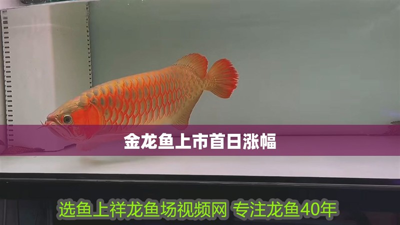金龍魚上市首日漲幅