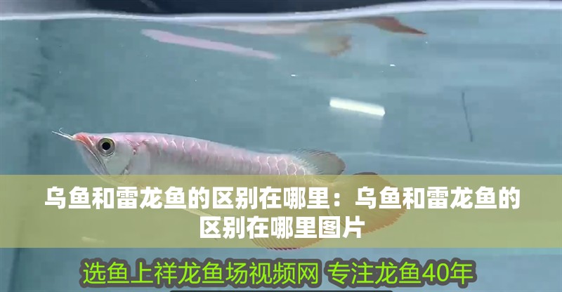 烏魚和雷龍魚的區別在哪里：烏魚和雷龍魚的區別在哪里圖片