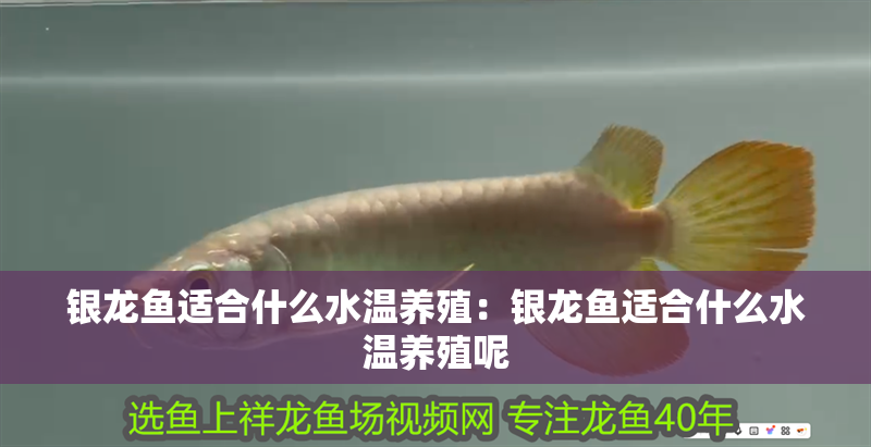 銀龍魚適合什么水溫養殖：銀龍魚適合什么水溫養殖呢