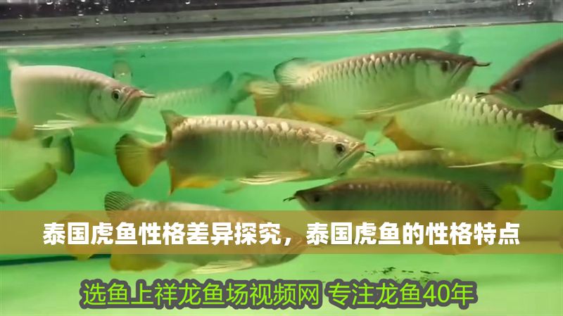 泰國虎魚性格差異探究，泰國虎魚的性格特點