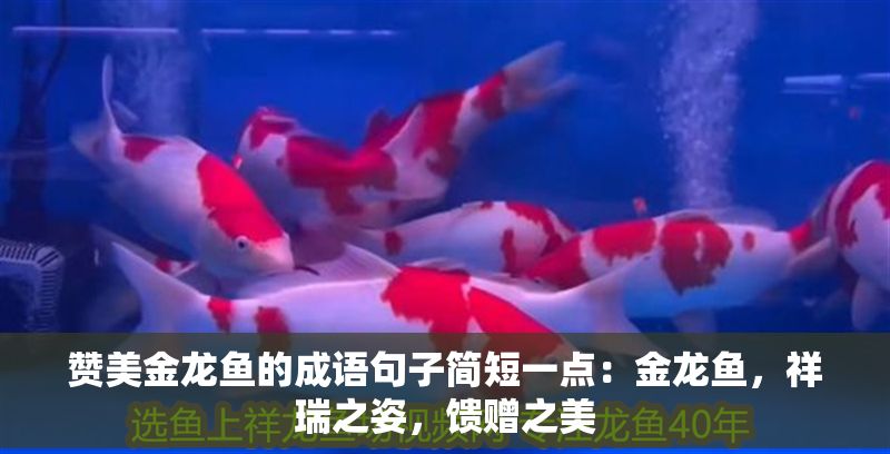 贊美金龍魚的成語句子簡短一點：金龍魚，祥瑞之姿，饋贈之美