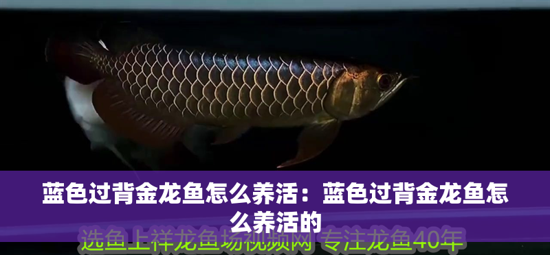 藍色過背金龍魚怎么養活：藍色過背金龍魚怎么養活的