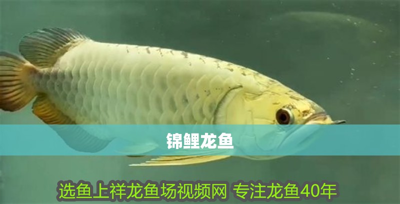 錦鯉龍魚