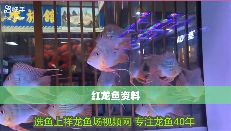 紅龍魚資料