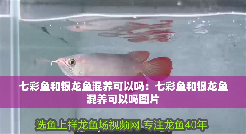 七彩魚和銀龍魚混養可以嗎：七彩魚和銀龍魚混養可以嗎圖片