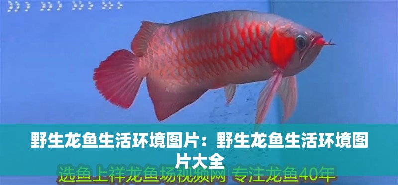野生龍魚生活環(huán)境圖片：野生龍魚生活環(huán)境圖片大全
