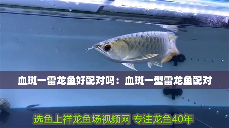 血斑一雷龍魚好配對嗎：血斑一型雷龍魚配對