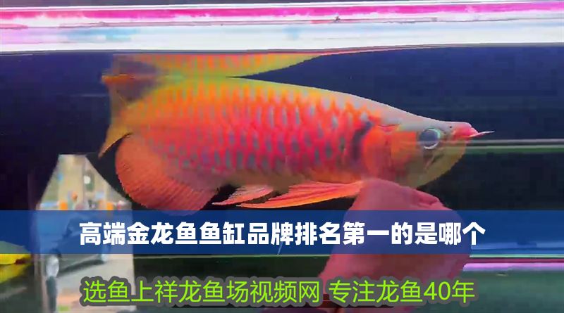 高端金龍魚魚缸品牌排名第一的是哪個