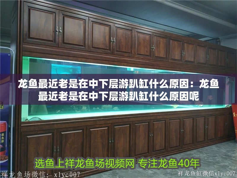 龍魚最近老是在中下層游趴缸什么原因：龍魚最近老是在中下層游趴缸什么原因呢