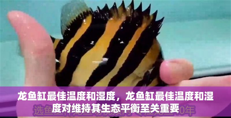 龍魚缸最佳溫度和濕度，龍魚缸最佳溫度和濕度對維持其生態(tài)平衡至關(guān)重要