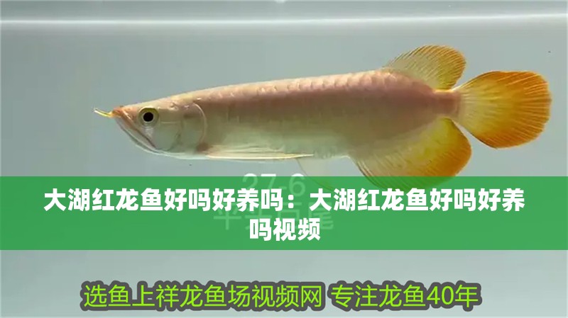 大湖紅龍魚好嗎好養嗎：大湖紅龍魚好嗎好養嗎視頻