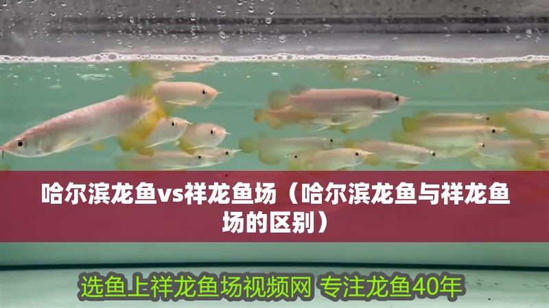 哈爾濱龍魚vs祥龍魚場(chǎng)（哈爾濱龍魚與祥龍魚場(chǎng)的區(qū)別）