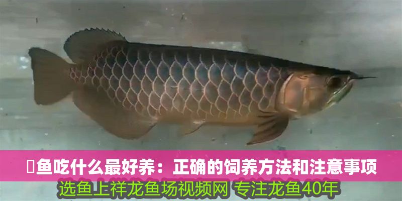魟魚吃什么最好養(yǎng)：正確的飼養(yǎng)方法和注意事項