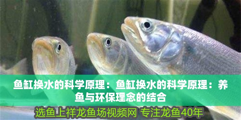 魚缸換水的科學原理：魚缸換水的科學原理：養(yǎng)魚與環(huán)保理念的結合
