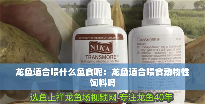 龍魚適合喂什么魚食呢：龍魚適合喂食動物性飼料嗎