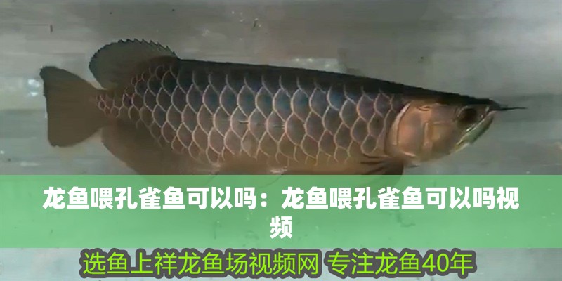 龍魚喂孔雀魚可以嗎：龍魚喂孔雀魚可以嗎視頻