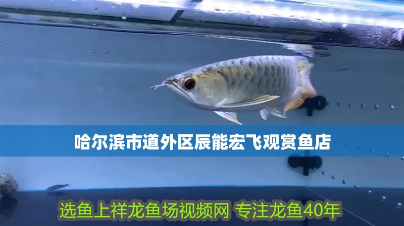 哈爾濱市道外區(qū)辰能宏飛觀賞魚店