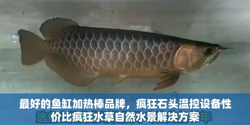 最好的魚缸加熱棒品牌，瘋狂石頭溫控設備性價比瘋狂水草自然水景解決方案