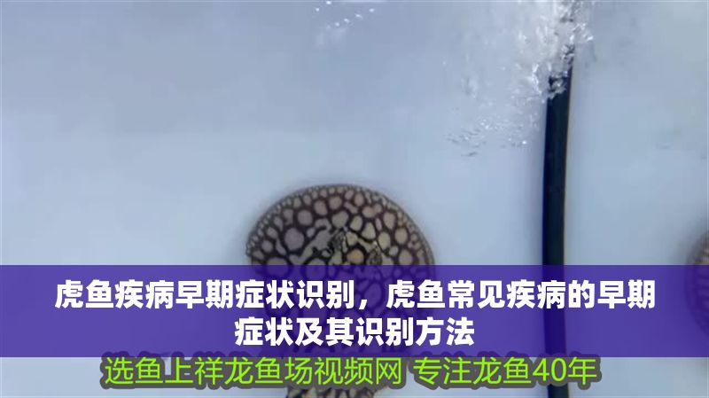 虎魚疾病早期癥狀識別，虎魚常見疾病的早期癥狀及其識別方法