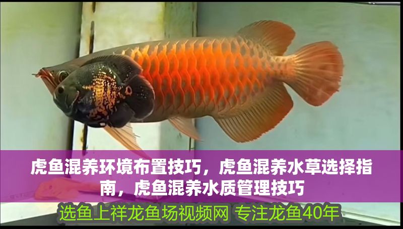 虎魚混養(yǎng)環(huán)境布置技巧，虎魚混養(yǎng)水草選擇指南，虎魚混養(yǎng)水質(zhì)管理技巧