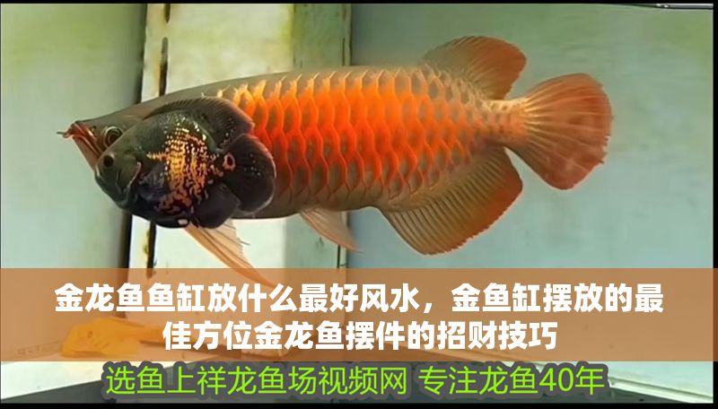 金龍魚魚缸放什么最好風水，金魚缸擺放的最佳方位金龍魚擺件的招財技巧