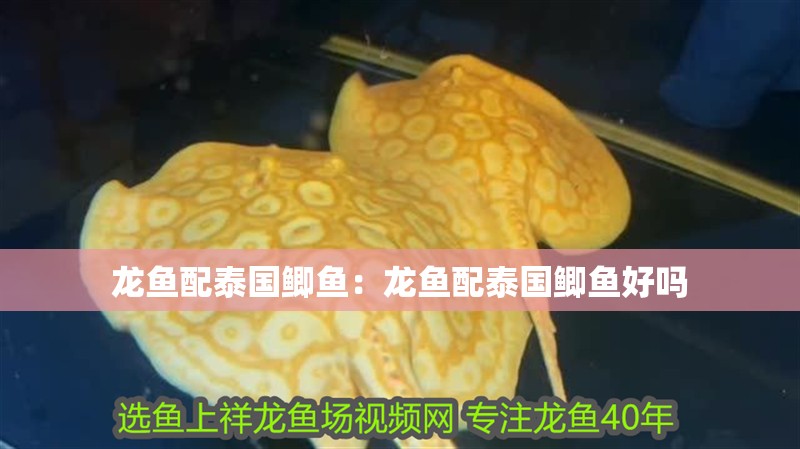 龍魚配泰國鯽魚：龍魚配泰國鯽魚好嗎