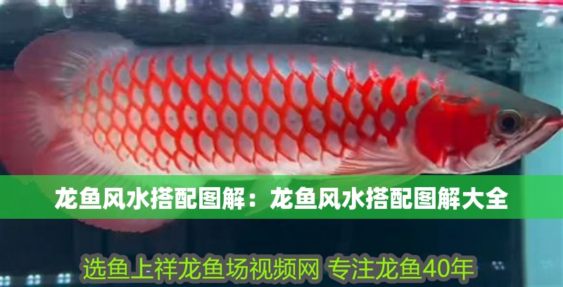 龍魚風水搭配圖解：龍魚風水搭配圖解大全