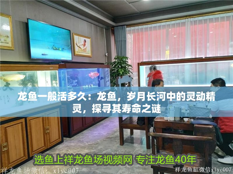 龍魚一般活多久：龍魚，歲月長河中的靈動精靈，探尋其壽命之謎