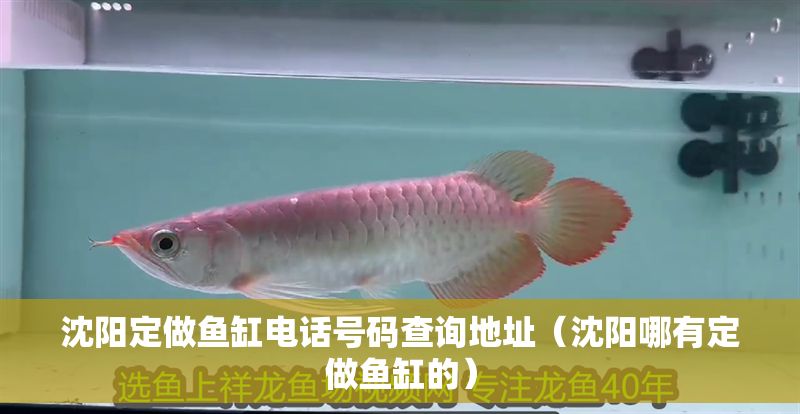 沈陽定做魚缸電話號碼查詢地址（沈陽哪有定做魚缸的）