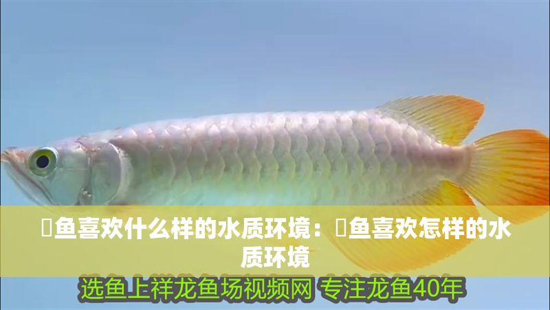 魟魚喜歡什么樣的水質環境：魟魚喜歡怎樣的水質環境