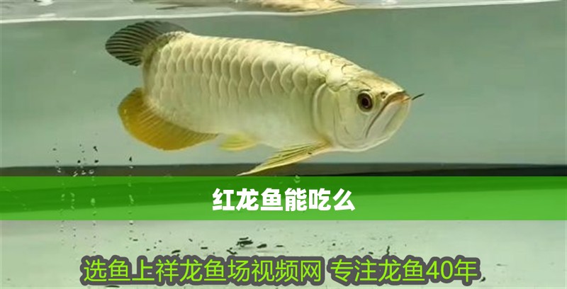 紅龍魚能吃么