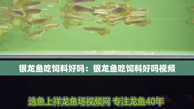 詳細閱讀:銀龍魚吃飼料好嗎:銀龍魚吃飼料好嗎視頻 銀龍魚吃飼料好嗎:銀龍魚吃飼料好嗎視頻