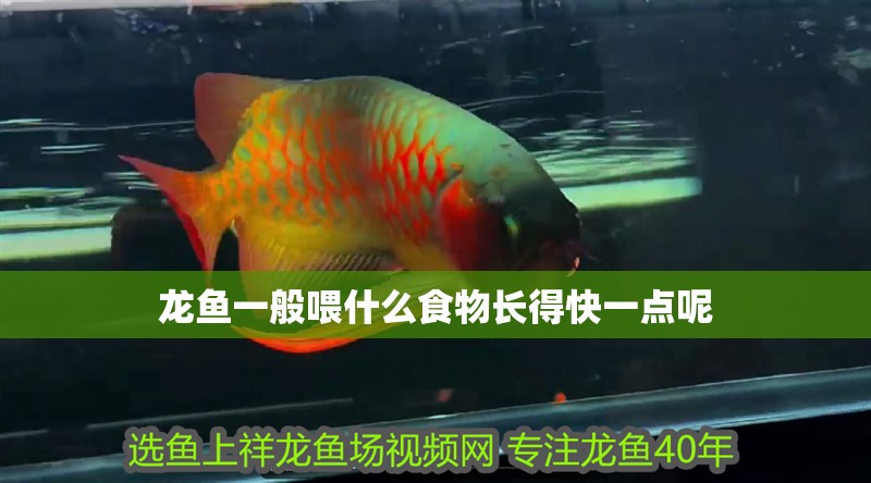 龍魚一般喂什么食物長得快一點(diǎn)呢