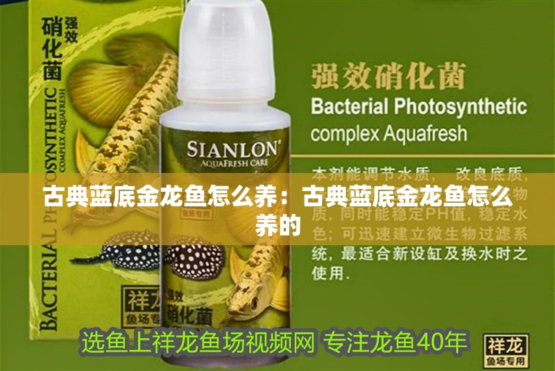 古典藍底金龍魚怎么養：古典藍底金龍魚怎么養的