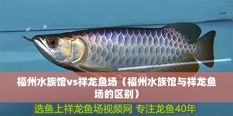 福州水族館vs祥龍魚場（福州水族館與祥龍魚場的區別）