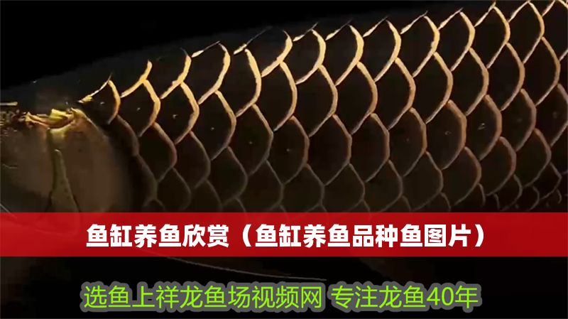 魚缸養魚欣賞（魚缸養魚品種魚圖片）