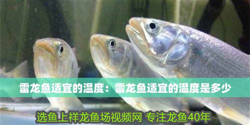 雷龍魚適宜的溫度：雷龍魚適宜的溫度是多少