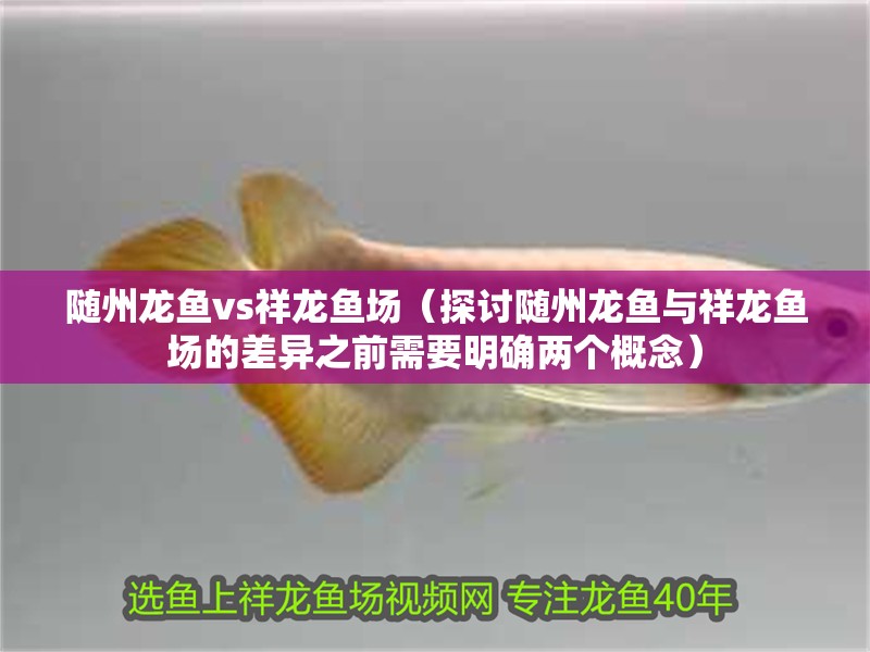 隨州龍魚vs祥龍魚場（探討隨州龍魚與祥龍魚場的差異之前需要明確兩個概念）