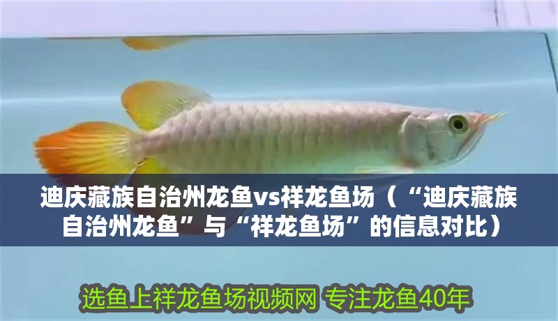 迪慶藏族自治州龍魚(yú)vs祥龍魚(yú)場(chǎng)（“迪慶藏族自治州龍魚(yú)”與“祥龍魚(yú)場(chǎng)”的信息對(duì)比）