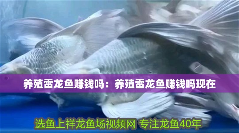 養(yǎng)殖雷龍魚賺錢嗎：養(yǎng)殖雷龍魚賺錢嗎現(xiàn)在