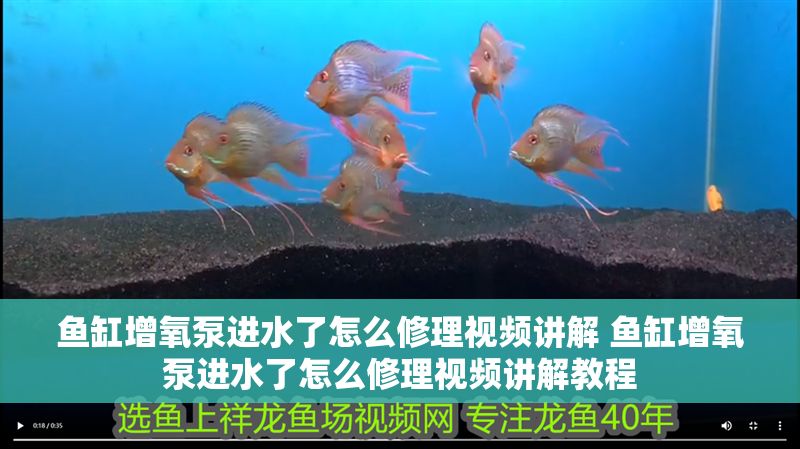 魚缸增氧泵進(jìn)水了怎么修理視頻講解 魚缸增氧泵進(jìn)水了怎么修理視頻講解教程 魚缸增氧泵進(jìn)水了怎么修理視頻講解 魚缸增氧泵進(jìn)水了怎么修理視頻講解教程 魚缸百科 第1張