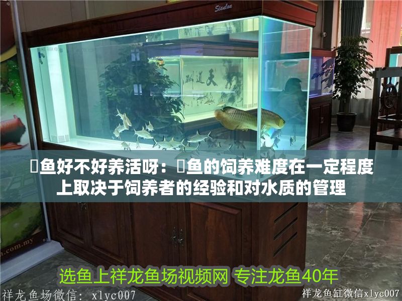 魟魚好不好養活呀：魟魚的飼養難度在一定程度上取決于飼養者的經驗和對水質的管理