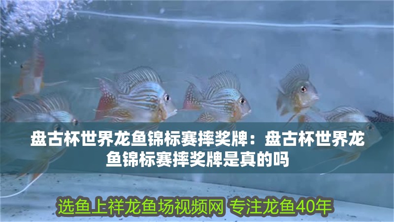 盤古杯世界龍魚錦標賽摔獎牌：盤古杯世界龍魚錦標賽摔獎牌是真的嗎