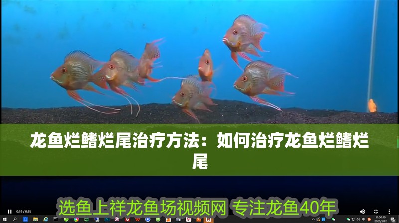 龍魚爛鰭爛尾治療方法：如何治療龍魚爛鰭爛尾