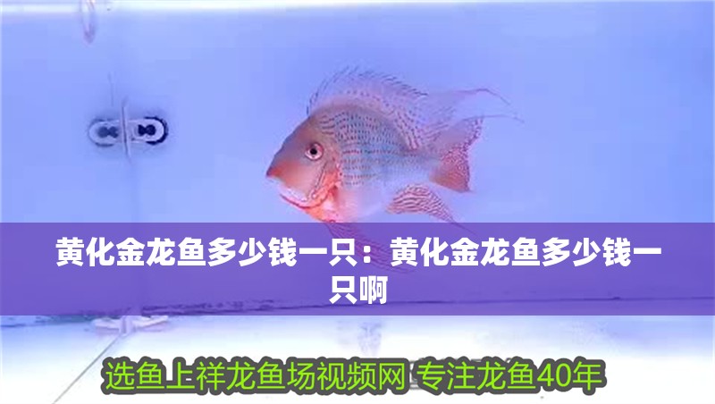 黃化金龍魚多少錢一只：黃化金龍魚多少錢一只啊
