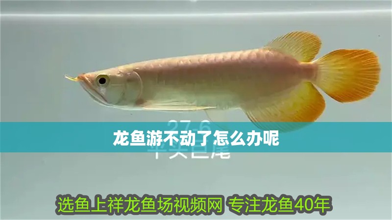 龍魚游不動了怎么辦呢